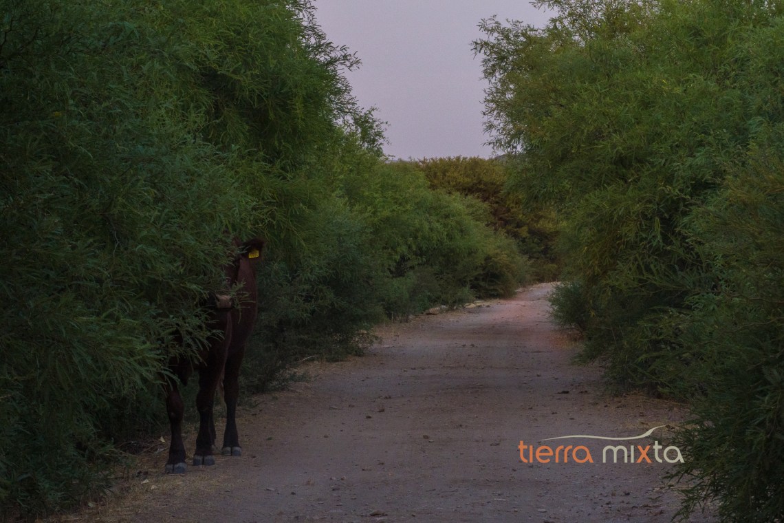 Presidios Durango - Tepehuanes - Tierra Mixta - Los pueblos del tren - Cristian Herrera (3)