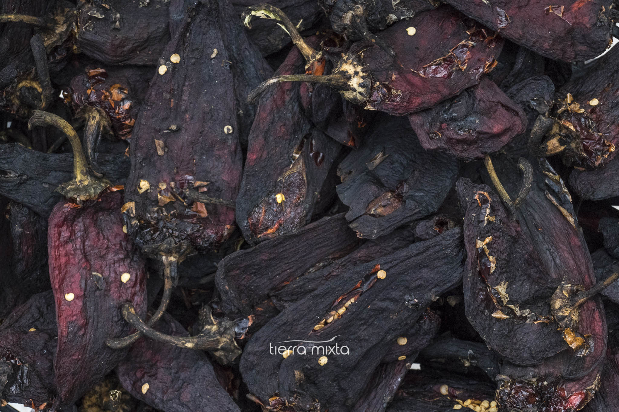 Chile pasado _ Durango _ Tierra Mixta _Cristian Herrera 2020 (3)